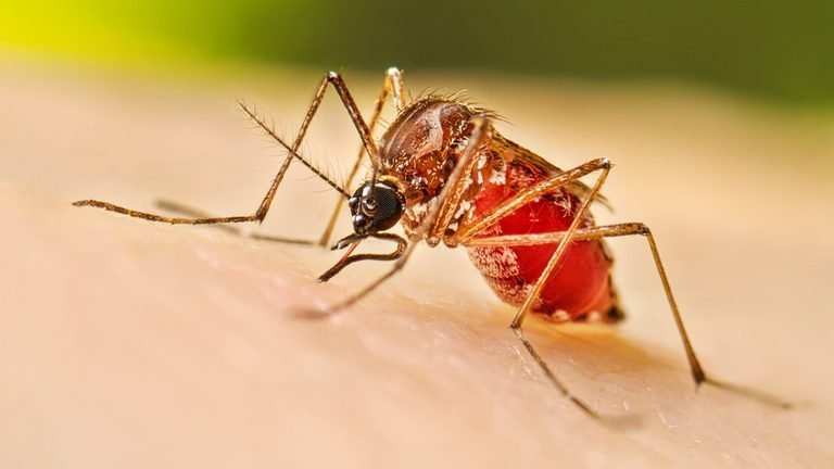 Sri Lanka Launches Islandwide Dengue Control Programme Amid Rising Risk